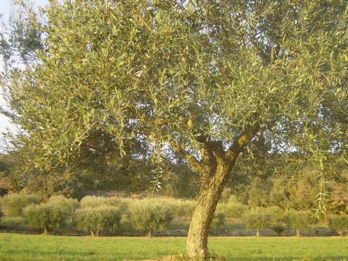 Bed & Breakfast Le Mas De Foussargues