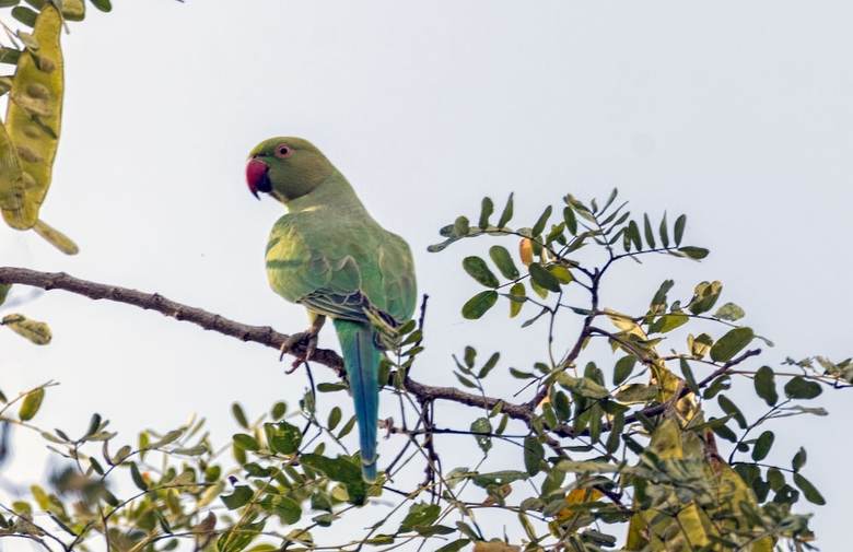 Aravali Nature Luxury Camp