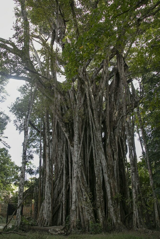 Hotel Villas Cabuya Beach & Forest
