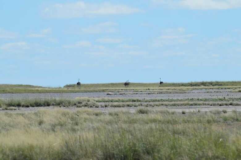 Makgadikgadi Adventure Camp