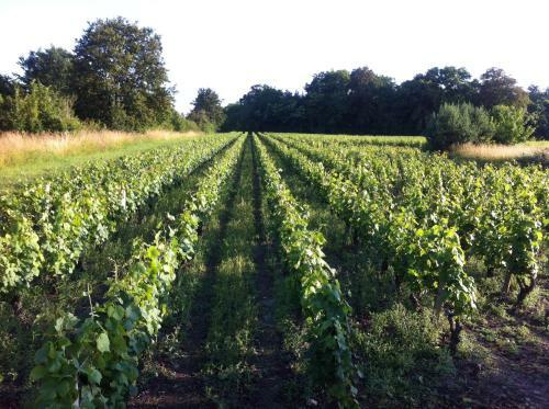 Domaine Du Mont Des Ch�nes
