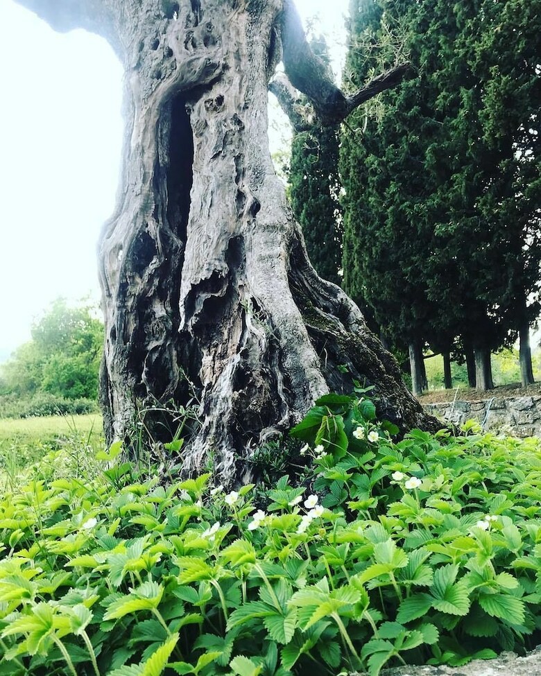 Agroturismo Torre Al Sasso B&B