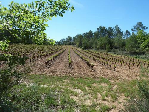 Bed & Breakfast Les Vignes De Terrisse