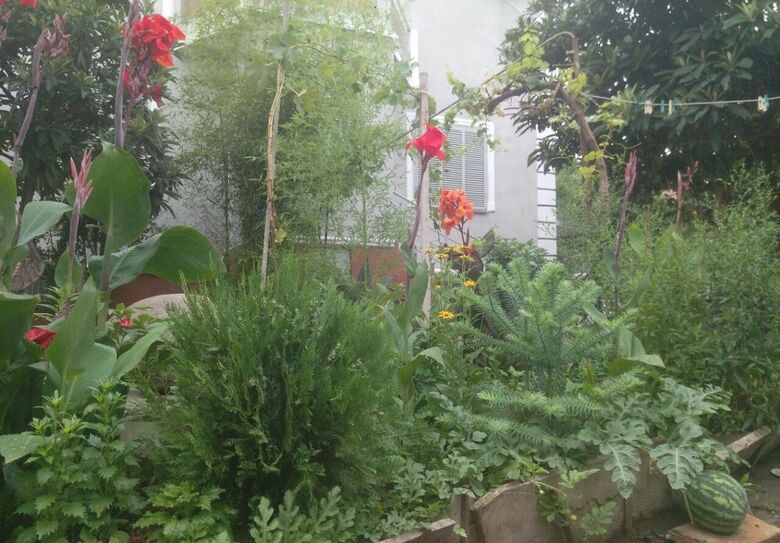 Hostal Green House Tbilisi - Hostel