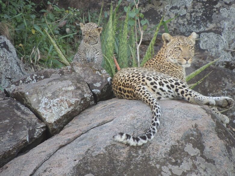 Zawadi Serengeti Camp