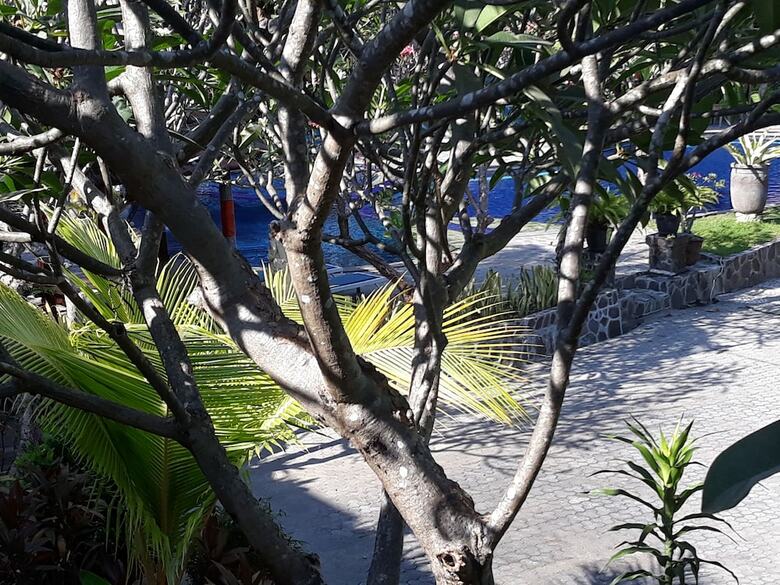 Bed & Breakfast Puri Bali Lovina