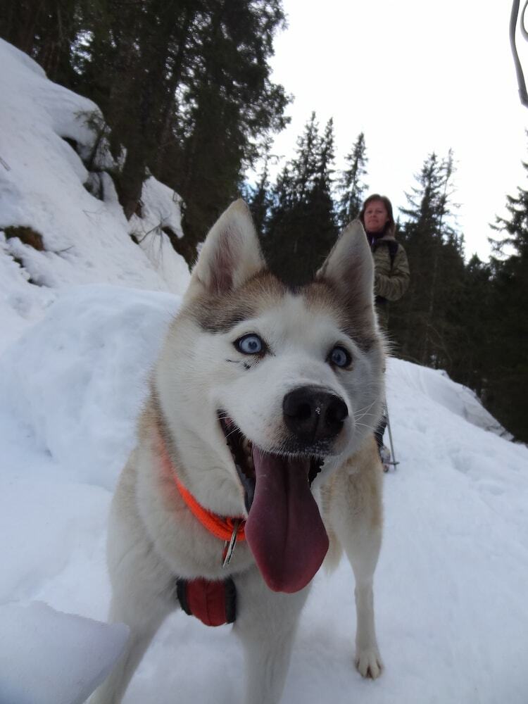 H�ttenhotel Husky Lodge