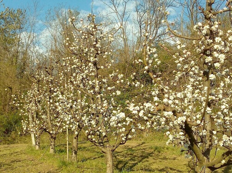 Agroturismo Agriturismo Il Melo