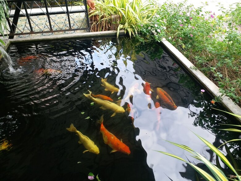 Hotel Fancy Carp Resort