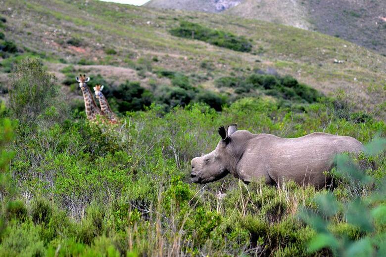 Hotel Gondwana Game Reserve