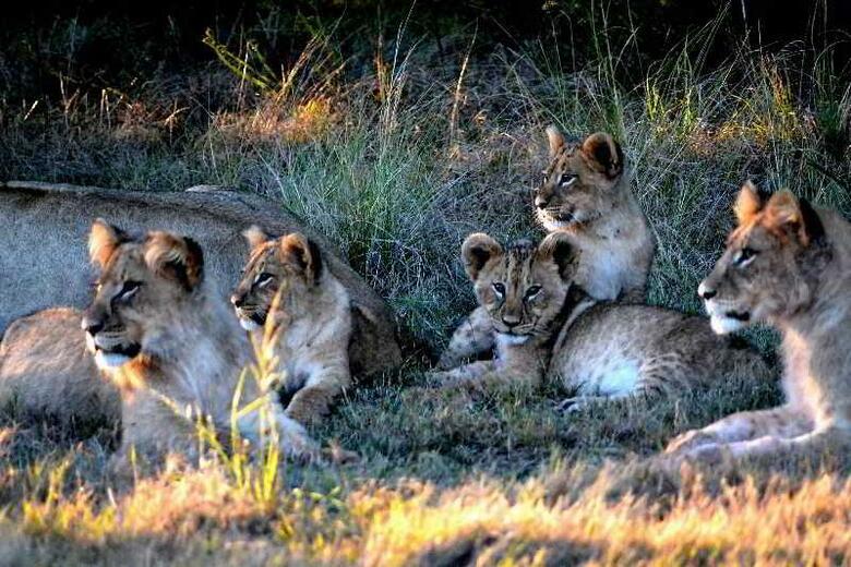 Hotel Gondwana Game Reserve