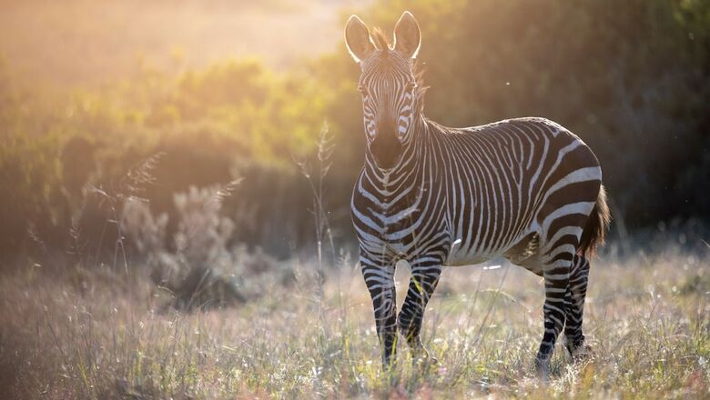 Hotel Gondwana Game Reserve