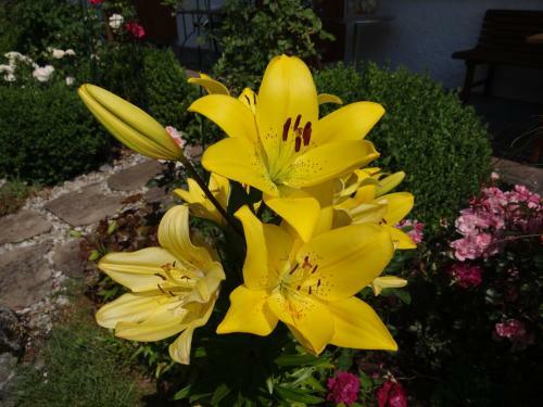 Hotel G�stehaus B�hler