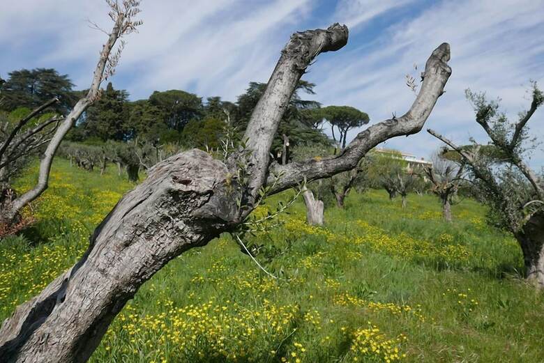 Agroturismo Villa Cavalletti Camere