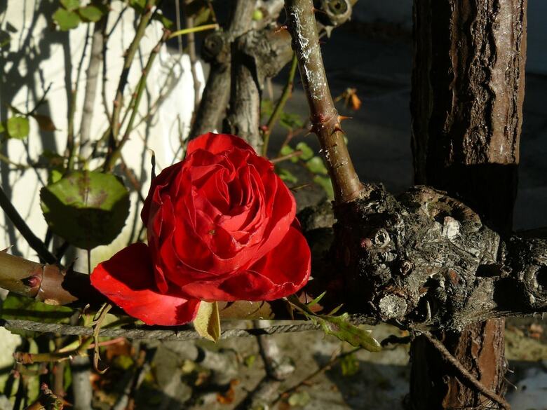 Bed & Breakfast La Corte Delle 4 Stagioni
