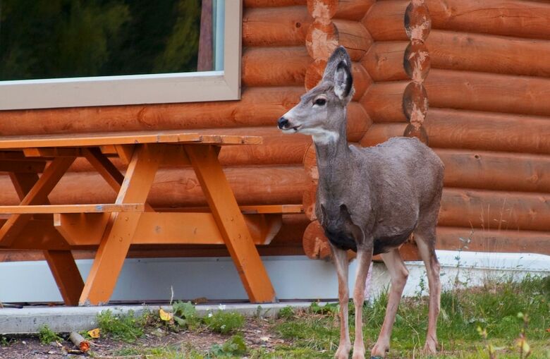 Apartamento Elkwater Lake Lodge
