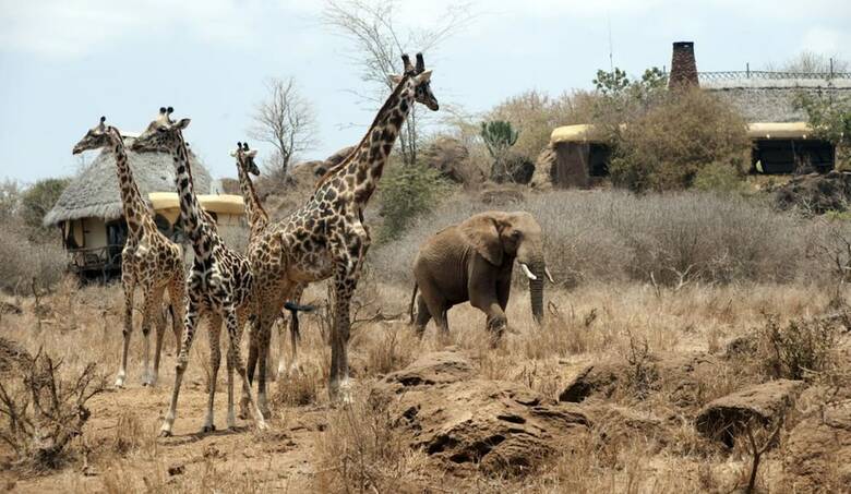 Hotel Satao Elerai Camp