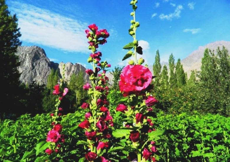 Nubra Organic Retreat - Hunder