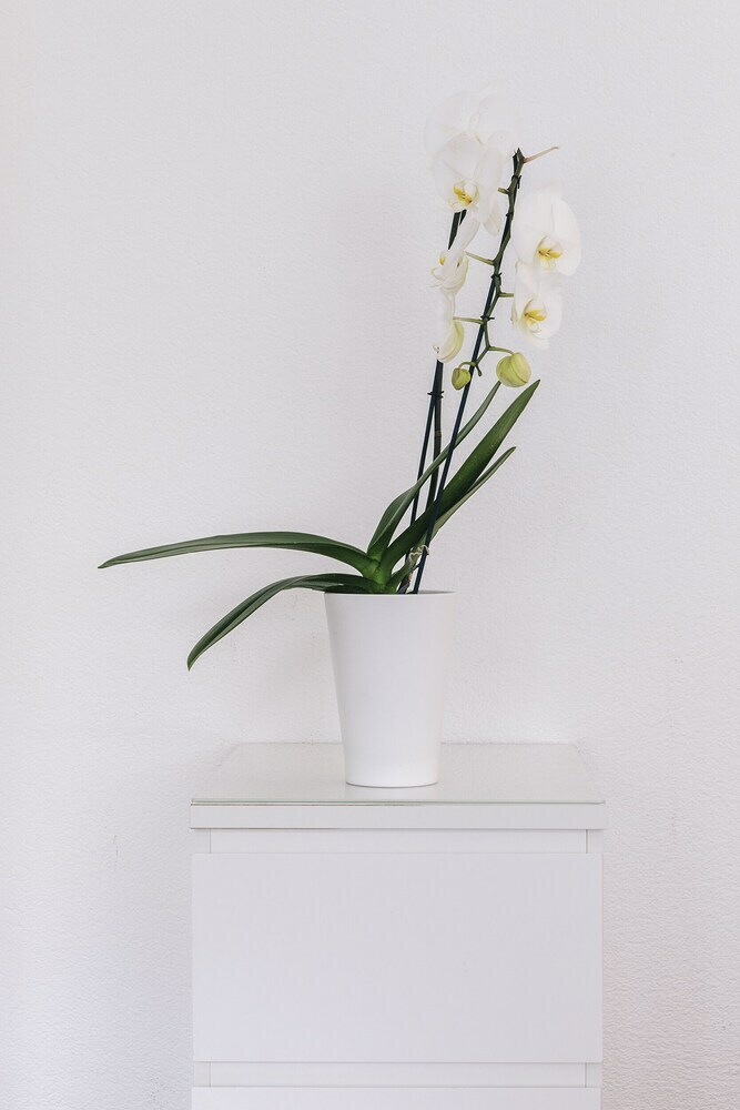 Elegant Apartment With Pocket Wifi