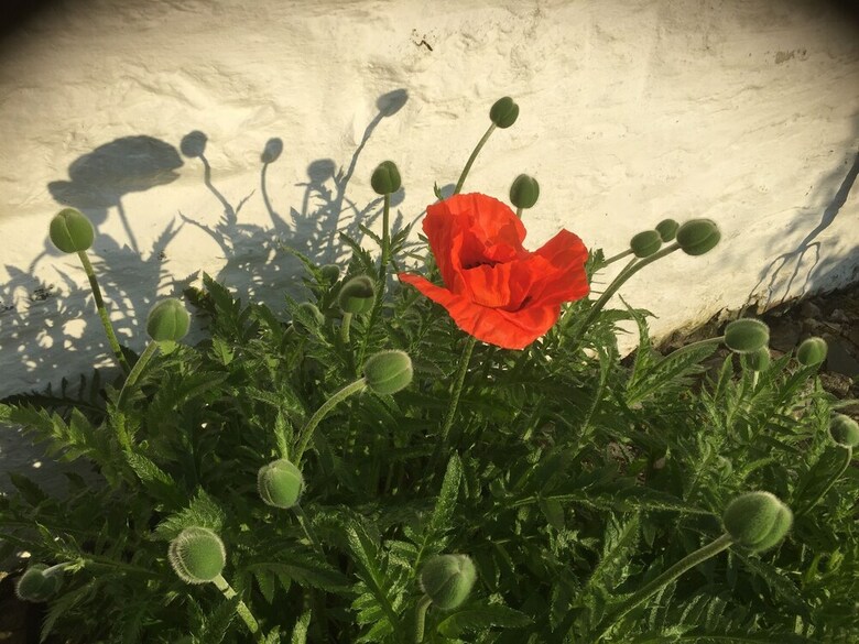 Nantgwynfaen Organic Farm B&B West Wales