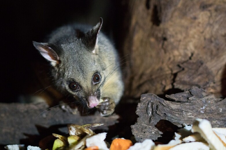 Kalimna Woods Cottages