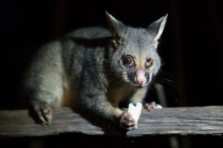 Kalimna Woods Cottages