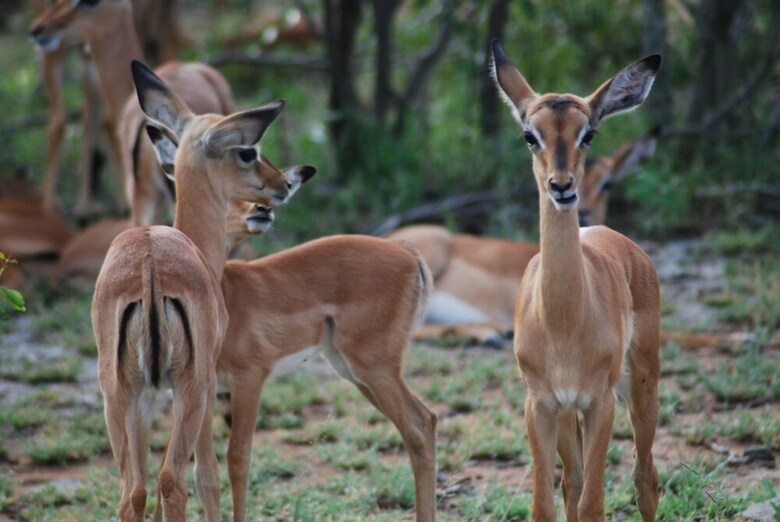 Thula Private Lodge