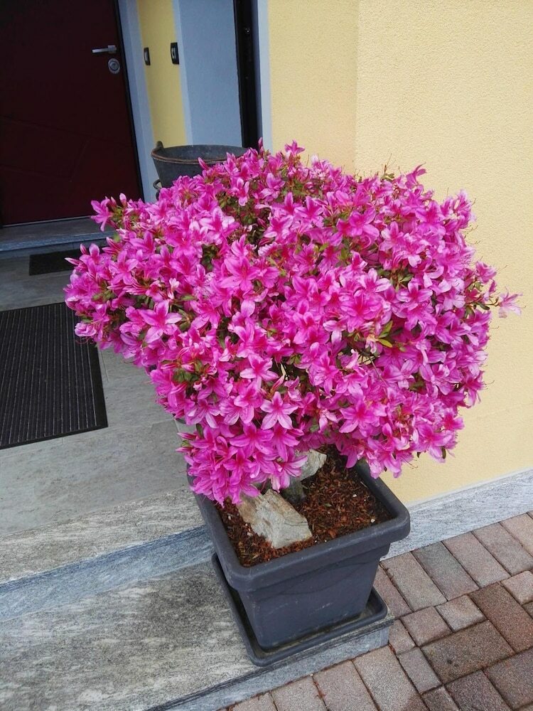 B&B Guglielmina