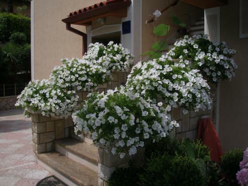 Apartments Vanda