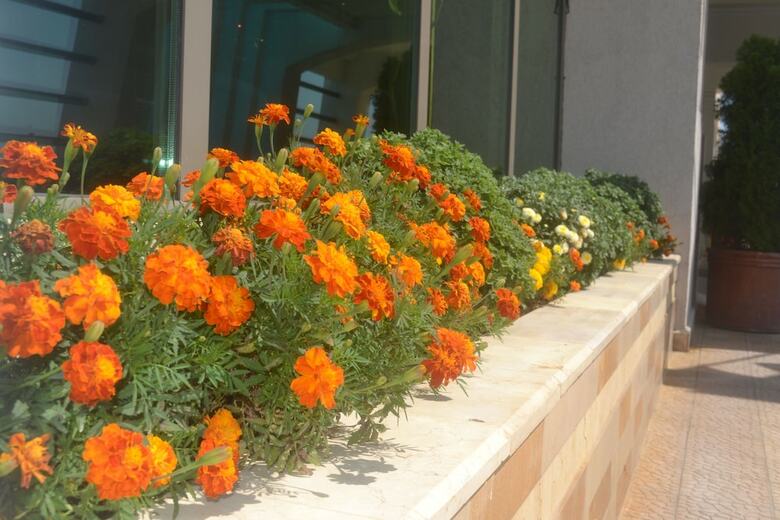 Hotel Phoenicia Express