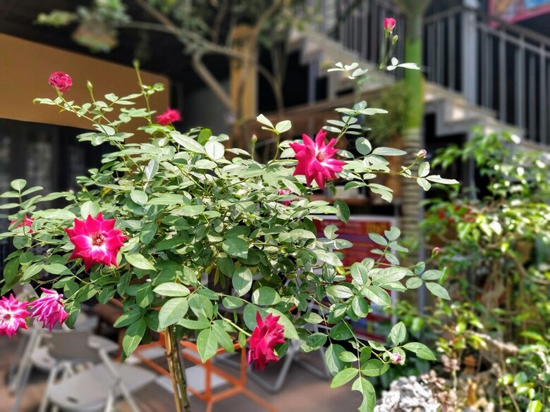Hostal Q' Garden Homestay Villa