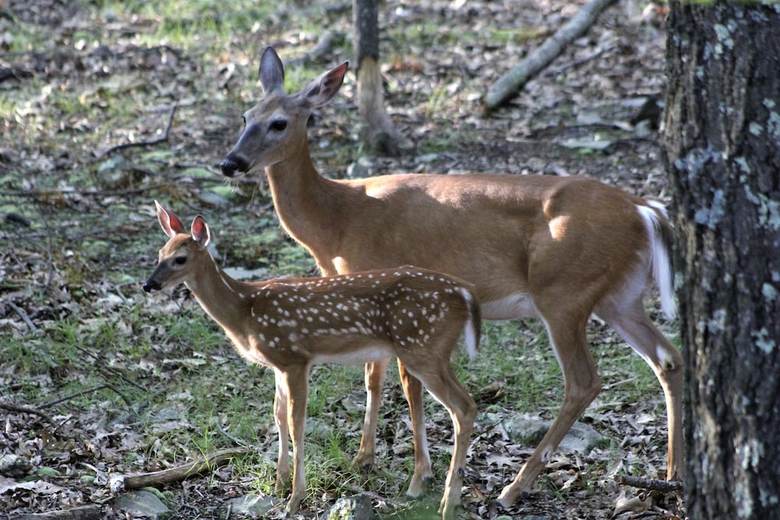 Beautiful Lakeside House Near Camelback