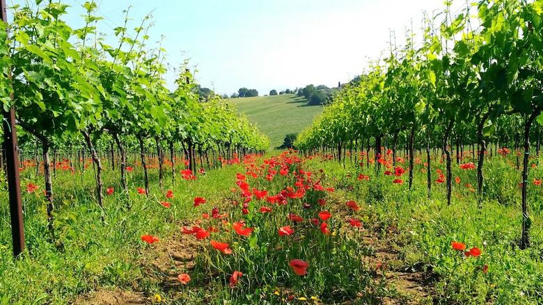 Agroturismo Agriturismo Il Querciolo