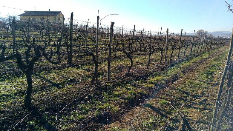 Agroturismo Agriturismo Il Querciolo