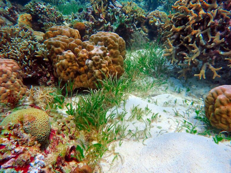 Hotel Alegria Dive Resort