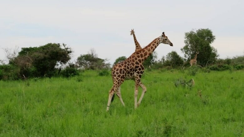 Posada Tangi Safaris Lodge