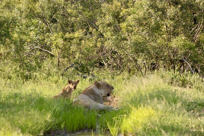 Little Africa Safari Lodge