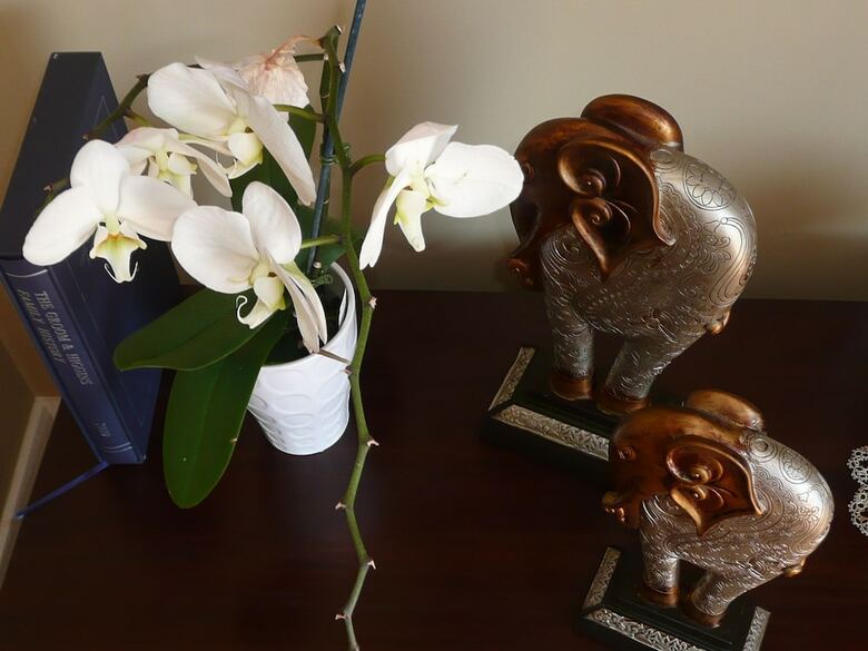 Bed & Breakfast Kershaw House Boutique Accommodation