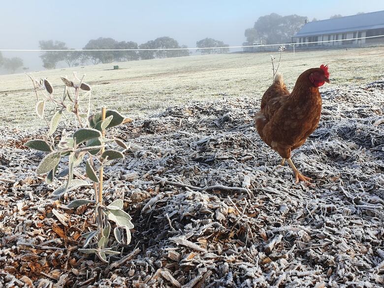 Yass Tiny Farm And Accommodation