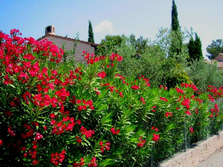 Peaceful Villa Near Fr�jus Beach With Private Pool