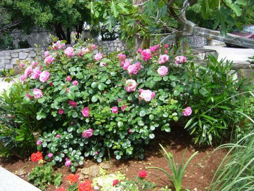 Bed & Breakfast Stella Maris Accommodation