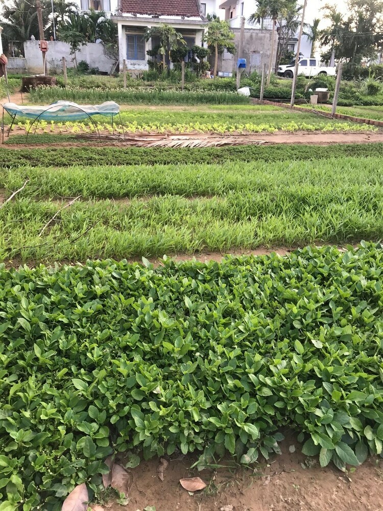 Bed & Breakfast Hoi An Cabbage Garden