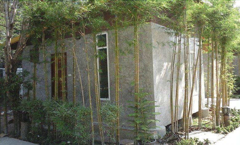 Hotel Oyo Black Bamboo Resort