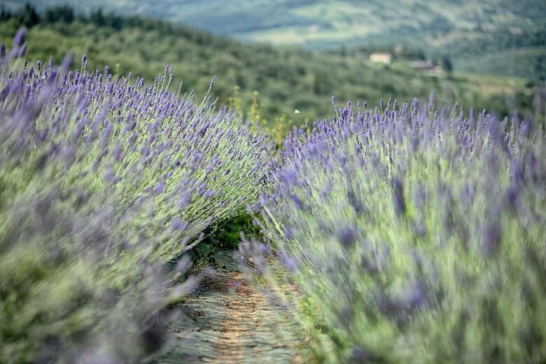 Apartamento Luxury Chianti In Olive