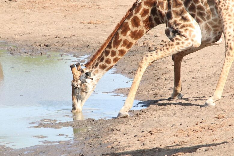 Hotel Phelwana Game Lodge