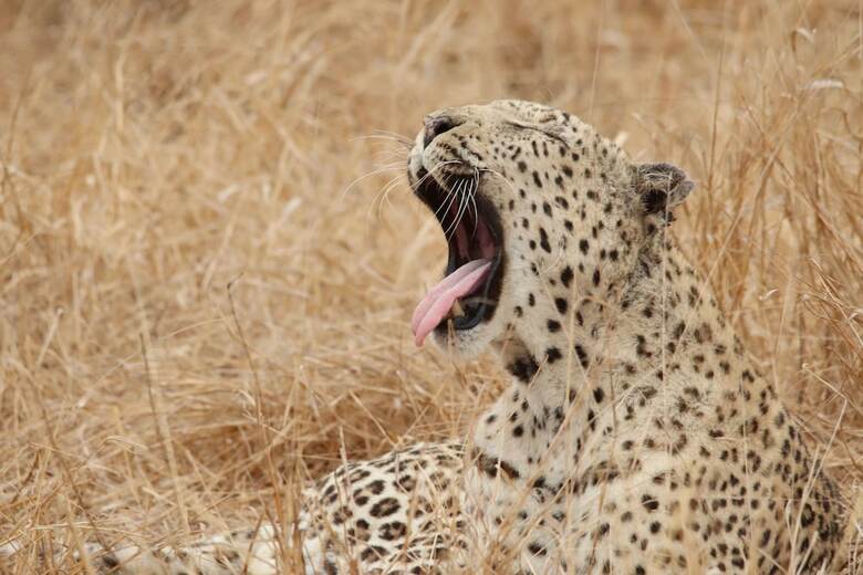 Hotel Phelwana Game Lodge