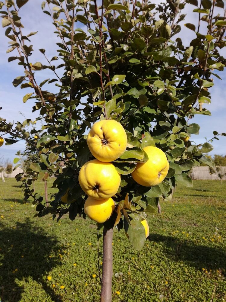Agroturismo Salas Farma 47