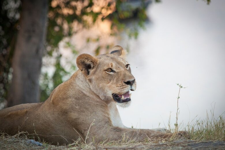 Boteti Tented Safari Lodge