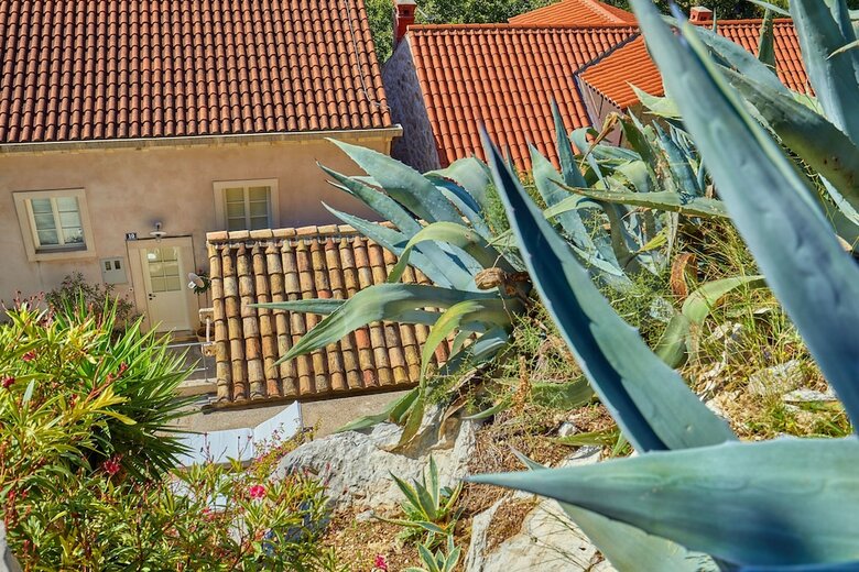 House Agave