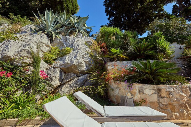 House Agave